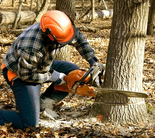 Tree Removal in Colfax, IL
